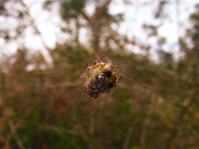 Agalenatea redii