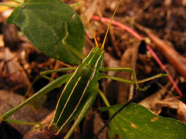 Odontura sp.