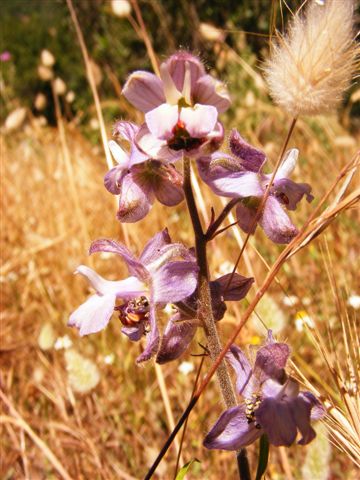 Delphinium pictum