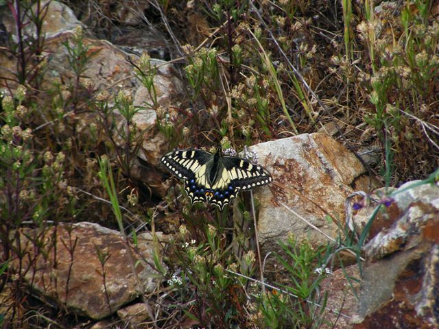 Papilio hospiton e machaon