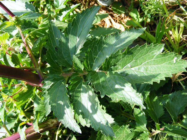 Scrophularia trifoliata / Scrofularia di Sardegna