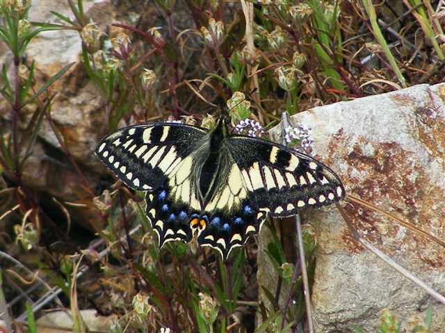 Papilio hospiton e machaon