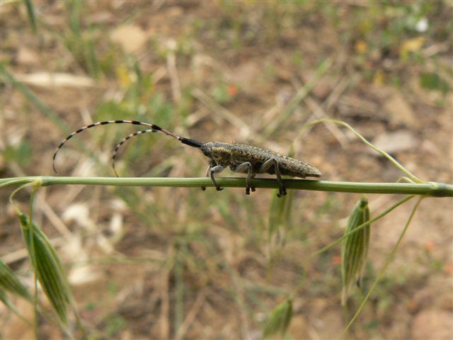 da identificare: Agapanthia (Epoptes) sicula malmerendii