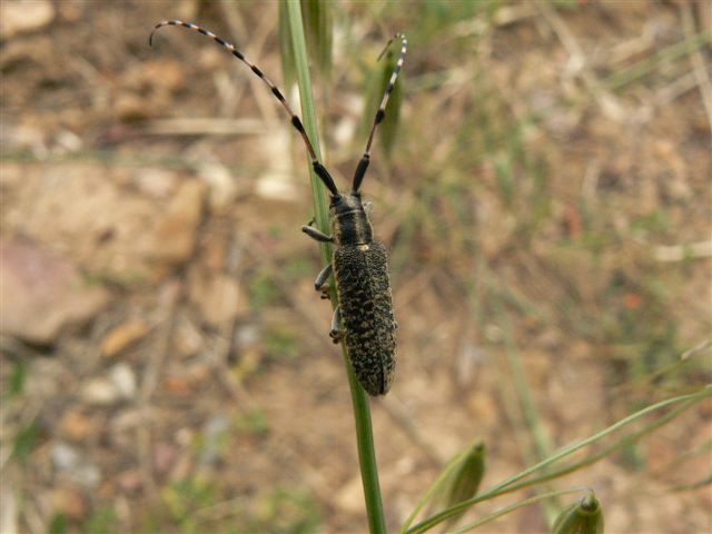 da identificare: Agapanthia (Epoptes) sicula malmerendii