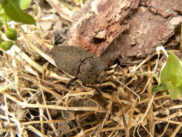 da identificare: Capnodis tenebricosa