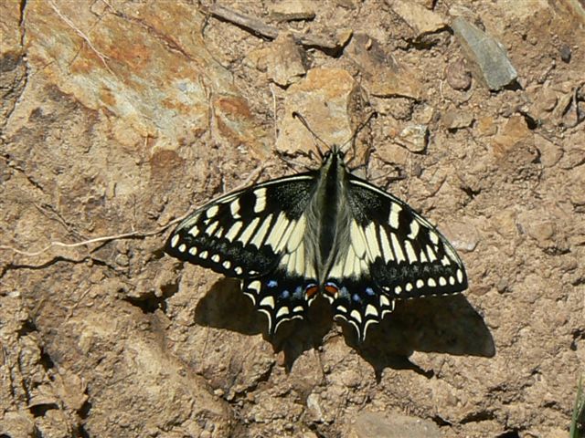 Papilio hospiton e machaon