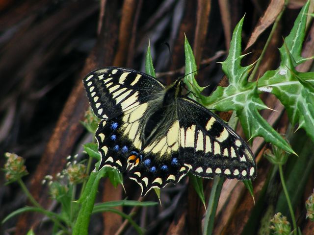 Papilio hospiton e machaon