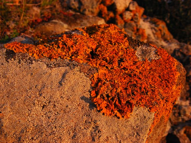Acarospora hilaris??