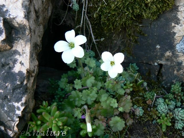 Saxifraga corsica / Sassifraga di Corsica