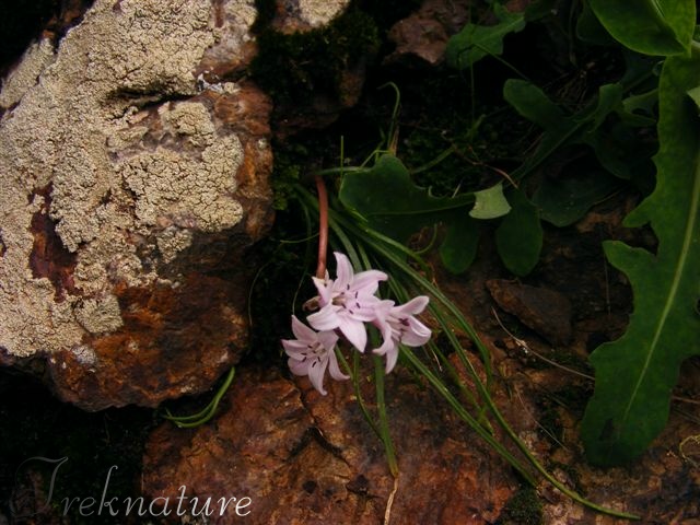 Brimeura fastigiata / Giacinto fastigiato