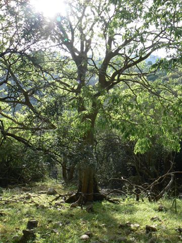 Celtis australis / Bagolaro