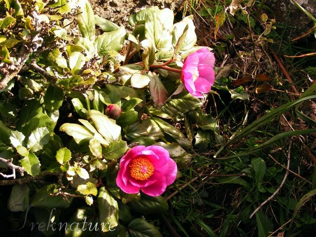 Paeonia morisii / Peonia di Moris
