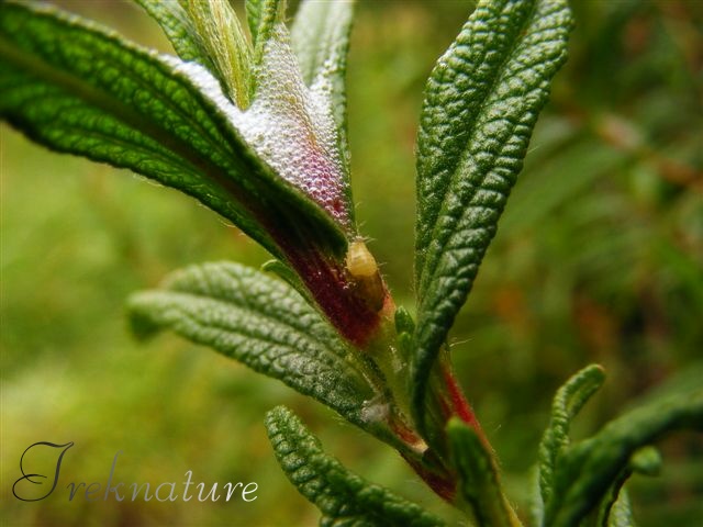 identificazone insetto della schiuma (Aphrophora)