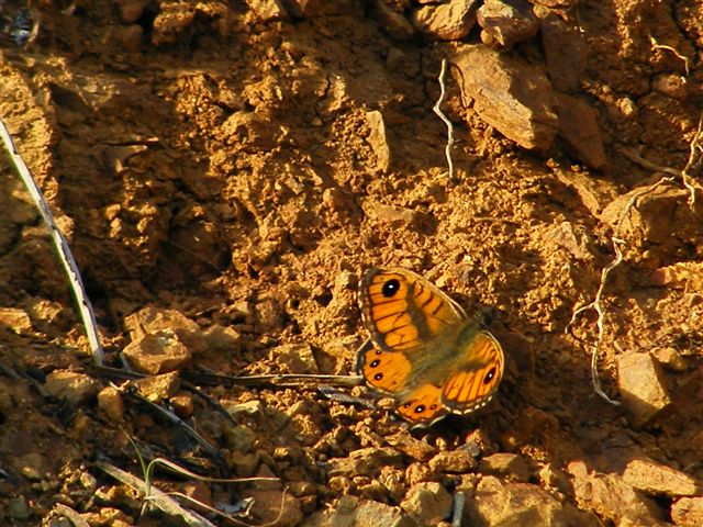 farfalla da determinare - Lasiommata paramegaera