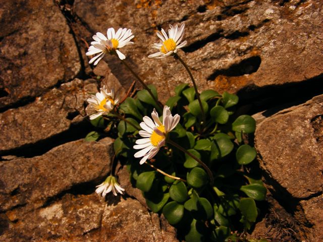 Bellium crassifolium / Pratolina delle scogliere