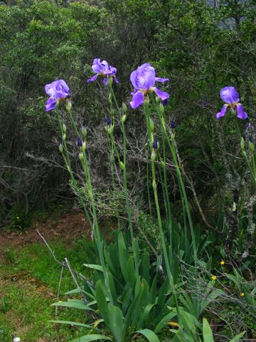 Iris pallida / Giaggiolo pallido
