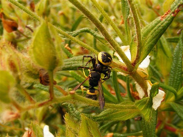 Synema globosum