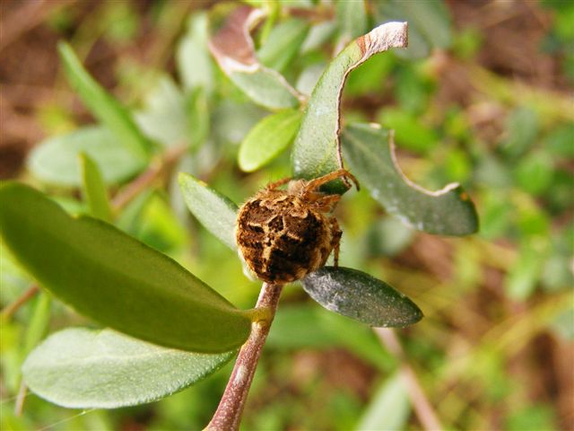 Agalenatea redii