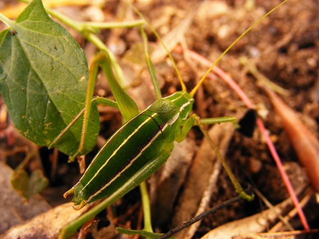 Odontura sp.