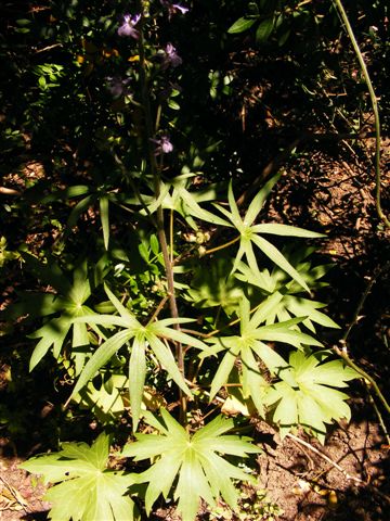 Delphinium pictum