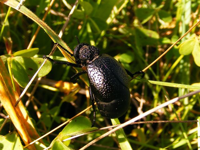 identificazione