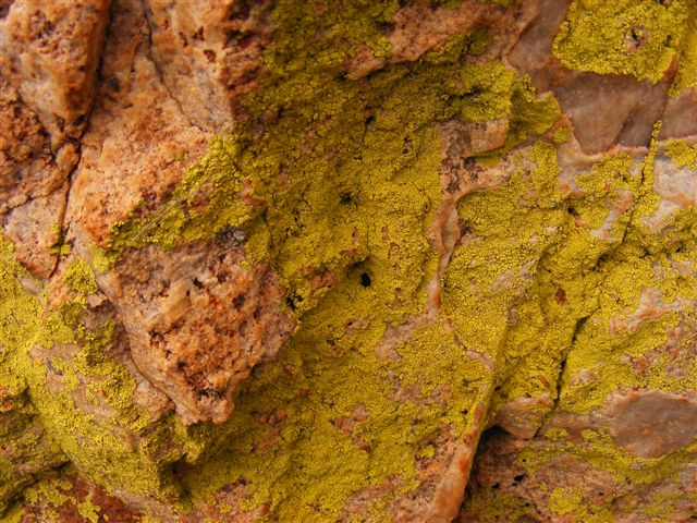altro lichene giallo