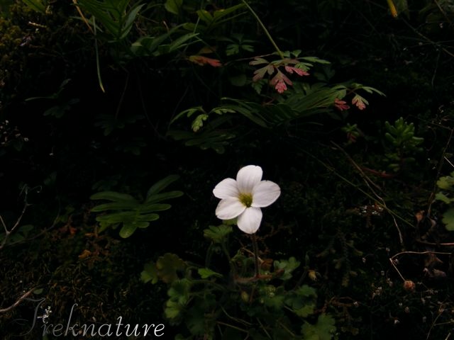 Saxifraga corsica / Sassifraga di Corsica