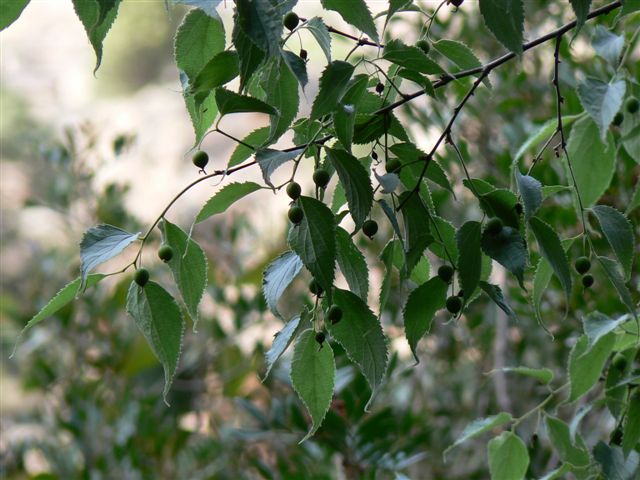 Celtis australis / Bagolaro