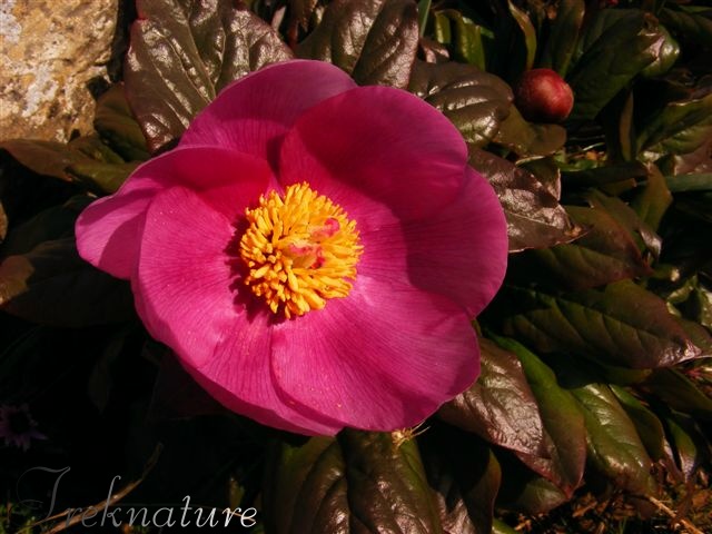 Paeonia morisii / Peonia di Moris