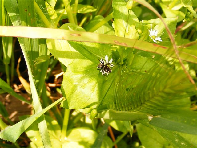 Heliophanus sp.