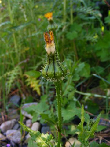 Urospermum picroides / Boccione minore