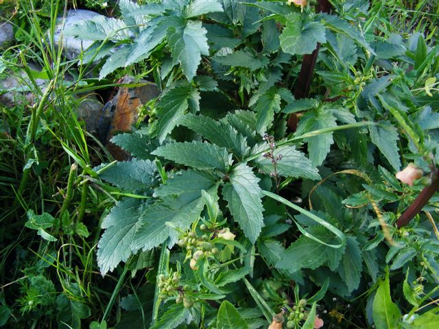 Scrophularia trifoliata / Scrofularia di Sardegna