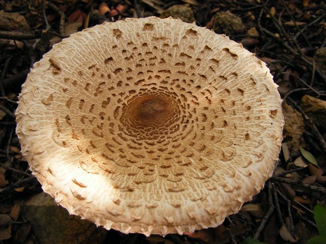 fungo da determinare