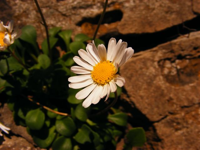Bellium crassifolium / Pratolina delle scogliere
