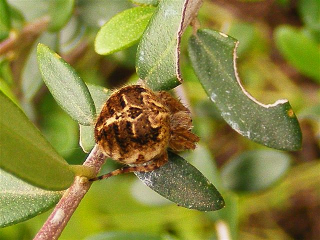 Agalenatea redii