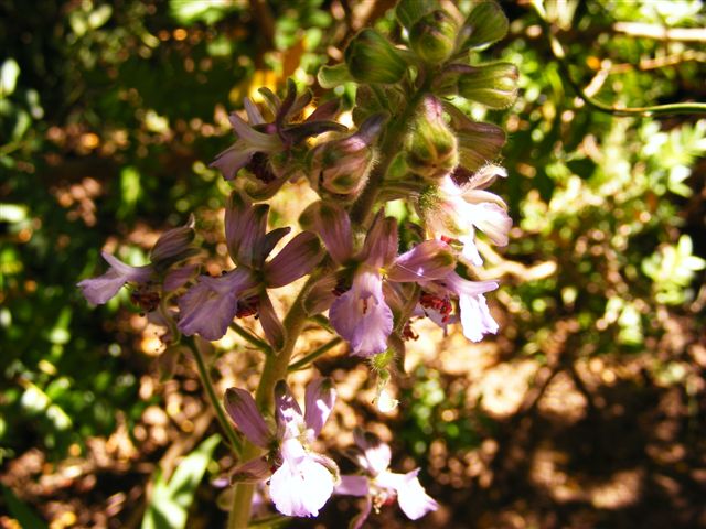 Delphinium pictum