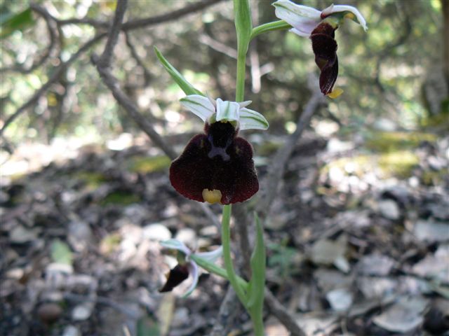 Ophrys da identificare