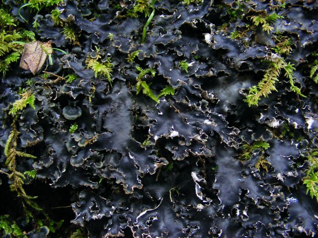 lichene nero