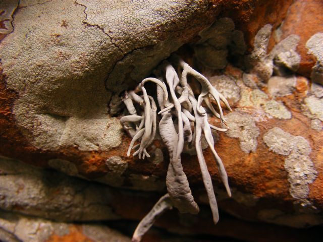 lichene bianco- cos''?
