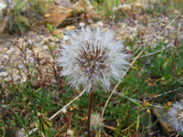 Urospermum picroides / Boccione minore