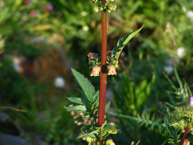 Scrophularia trifoliata / Scrofularia di Sardegna