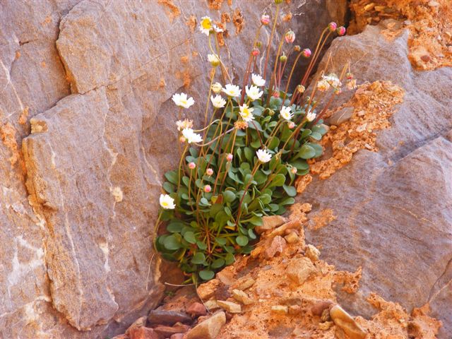 Bellium crassifolium / Pratolina delle scogliere