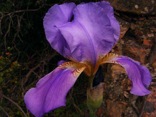 Iris pallida / Giaggiolo pallido