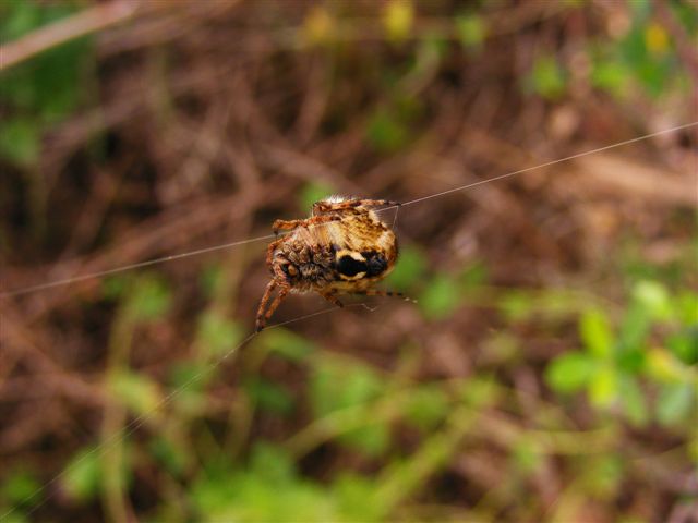 Agalenatea redii