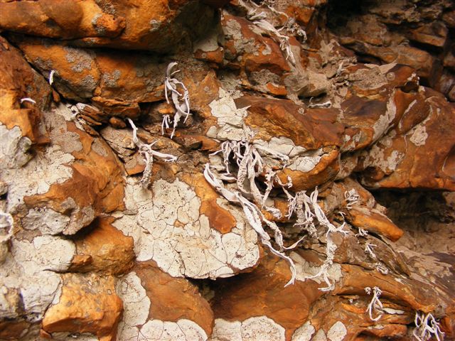 lichene bianco- cos''?