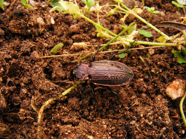 identificazione: Carabus morbillosus