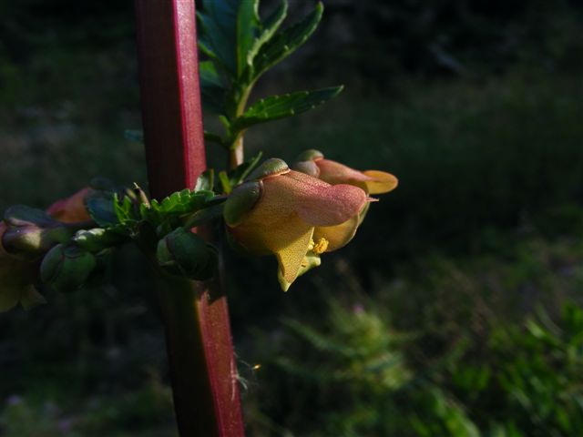 Scrophularia trifoliata / Scrofularia di Sardegna
