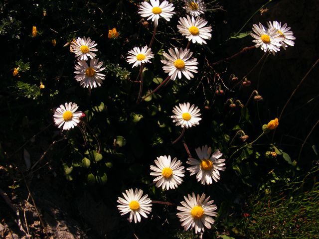 Bellium crassifolium / Pratolina delle scogliere