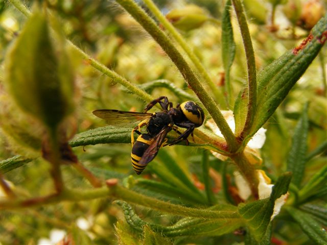 Synema globosum