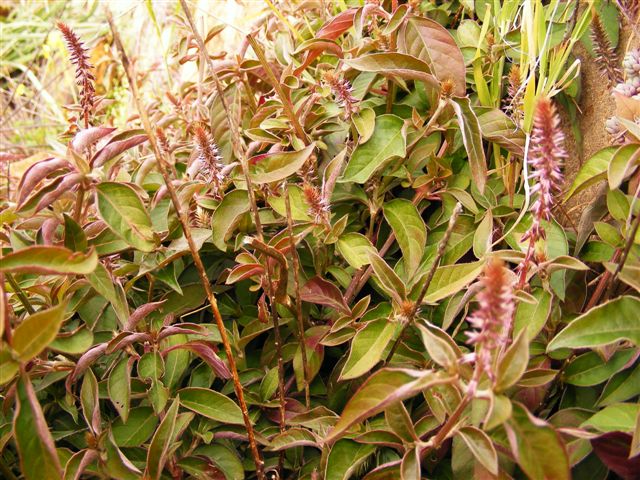 Achyranthes sicula / Achirante siciliana